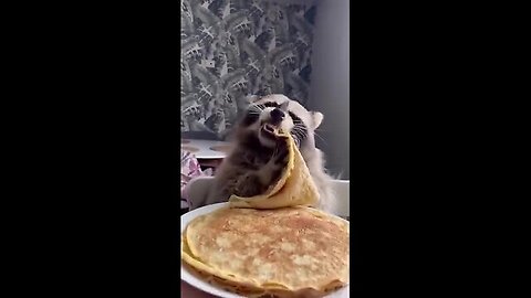 Take the example of a raccoon.