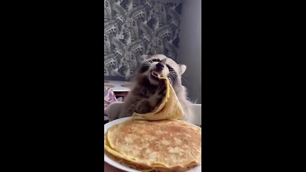 Take the example of a raccoon.