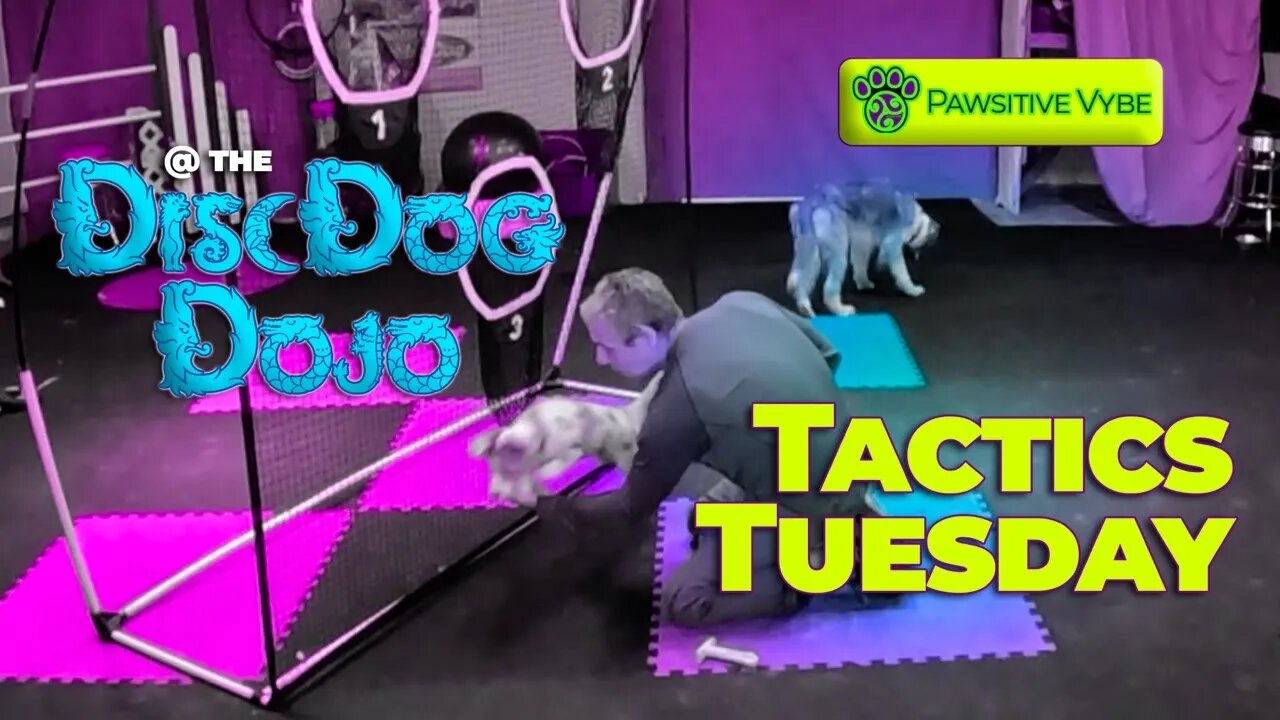 π₯πΆπ₯ Tactics Tuesday: Gameplay Tactics, Jam in a Flash, & Hybrid Tricks | DiscDogDojo #117 πβπ¦Ίπ―