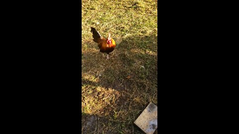 Mr Horny Rooster waits