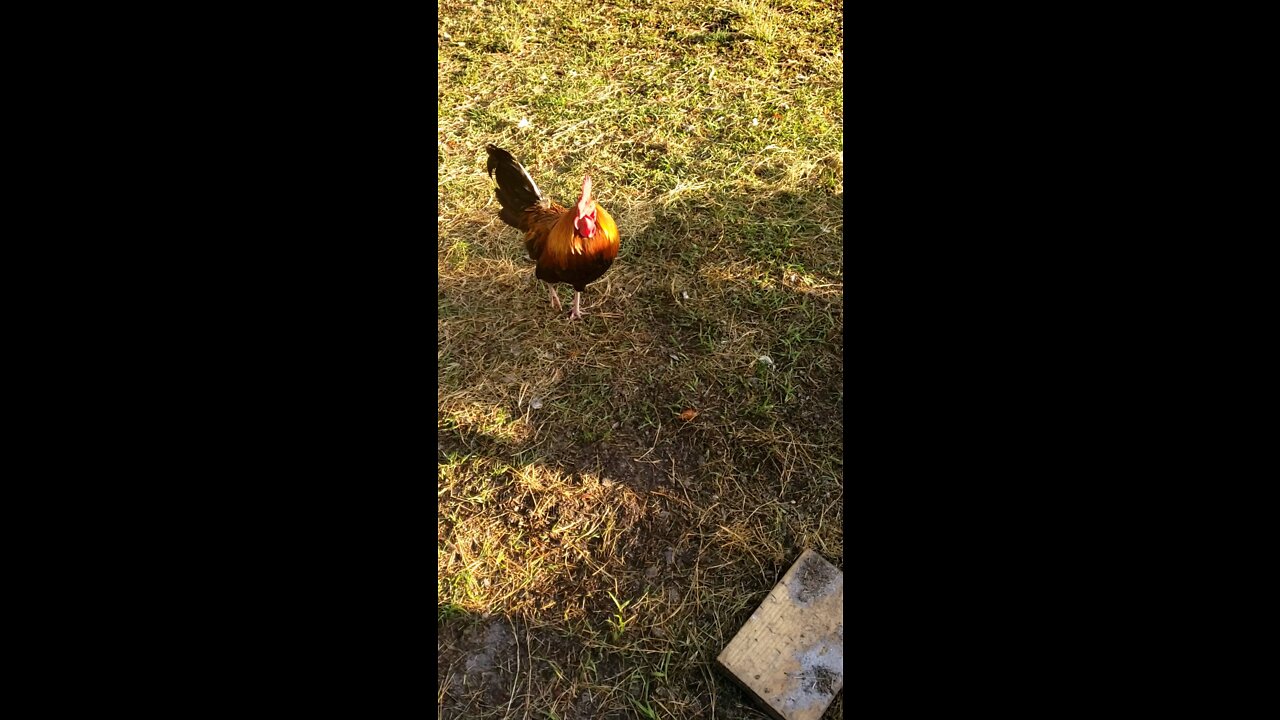 Mr Horny Rooster waits