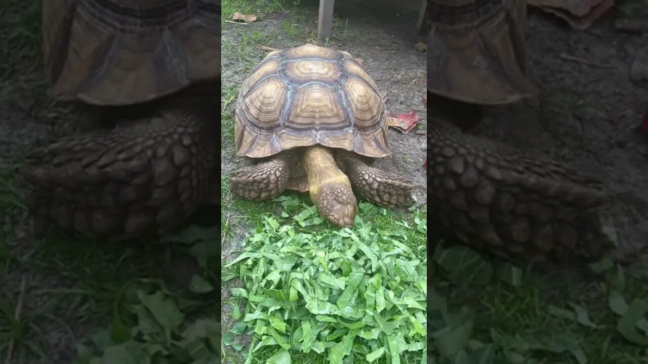 Tortellini Lunch Time #shorts #tortoise #sulcata #sulcatatortoise #lunch