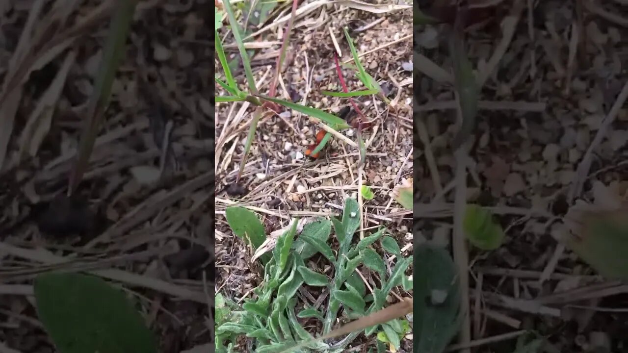 A bugs life