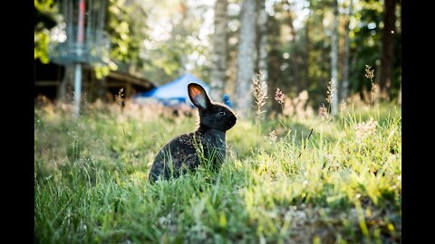 Pet Rabbit meeting Wild Rabbit!