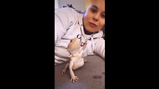 Bearded Dragon thanks you for views