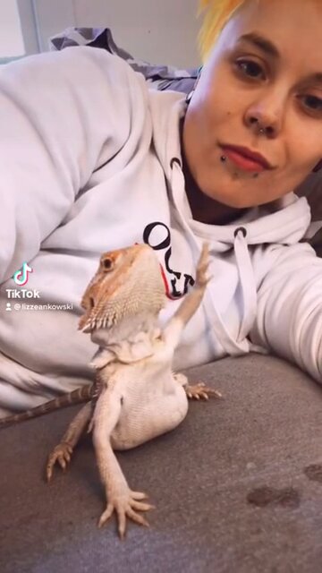 Bearded Dragon thanks you for views