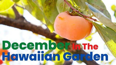 December In The Tropical Garden