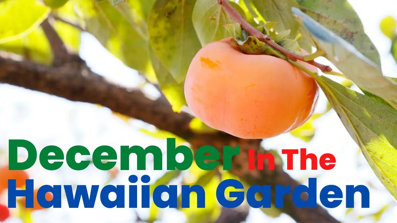 December In The Tropical Garden