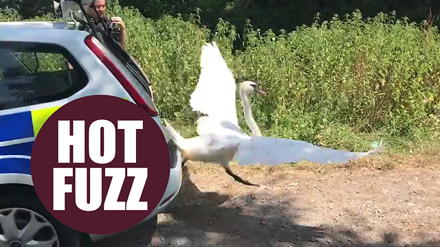 West Country cops have Hot Fuzz moment and release swan from squad car