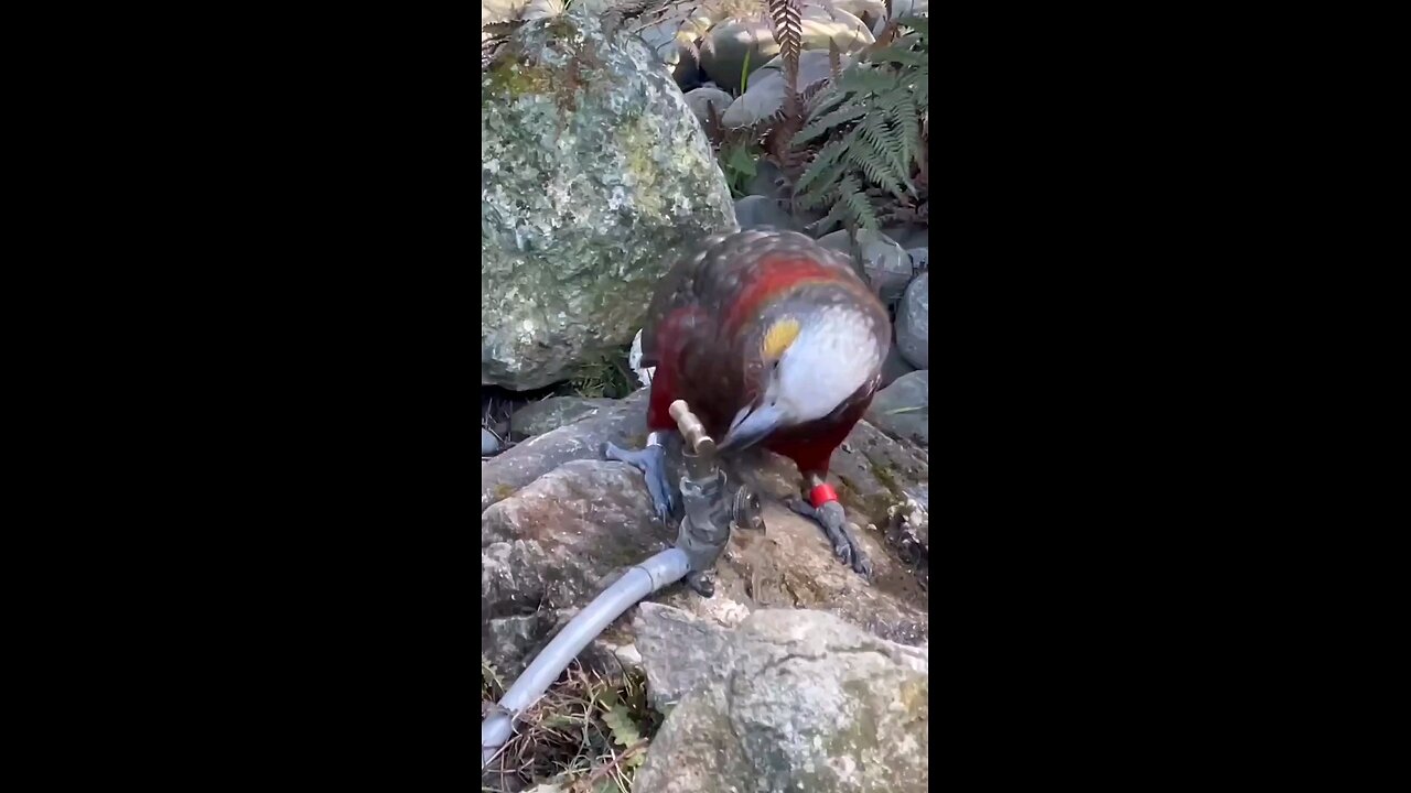 video