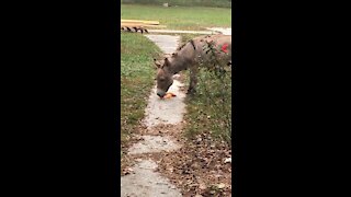 Ever seen a donkey eat spaghetti?