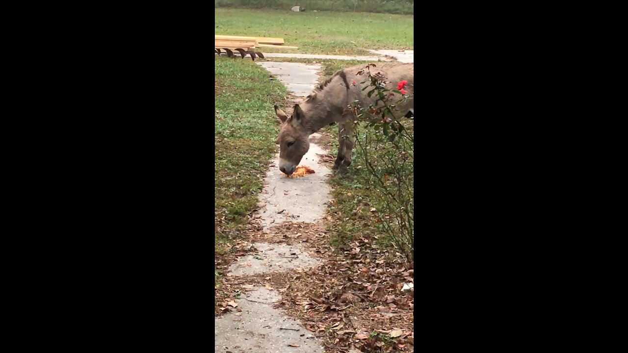 Ever seen a donkey eat spaghetti?