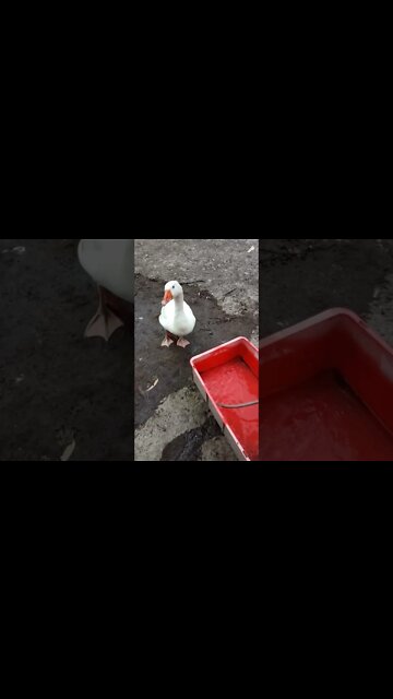 Ezra Gander, waiting for his pond to fill up 5th November 2022