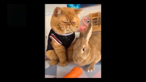 A MALE CAT SEE HOW TO EATING GENTLY
