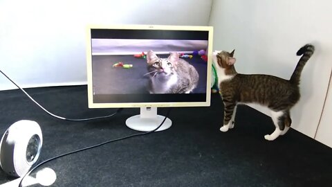 Cat Watches TV