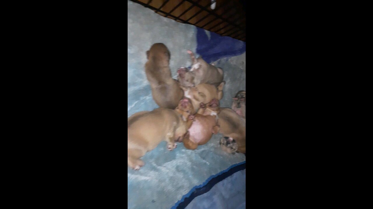 Pitbull puppies alseep