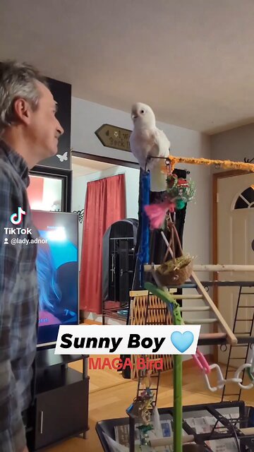 Sunny Boy is a MAGA Bird 2024