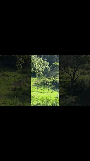 Rescue dog from the pound death row, taking a short cut home - he has 80 acres to run