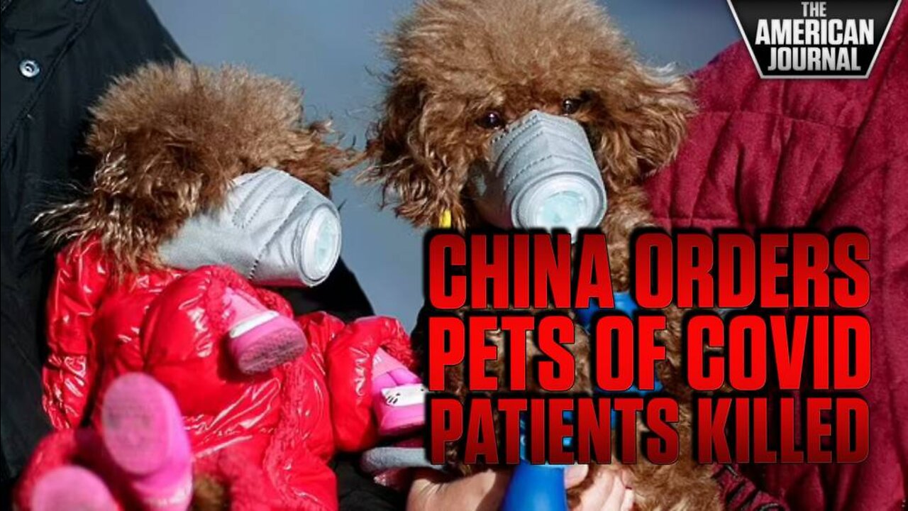 Chinese City Orders Pets Of Covid Patients Killed