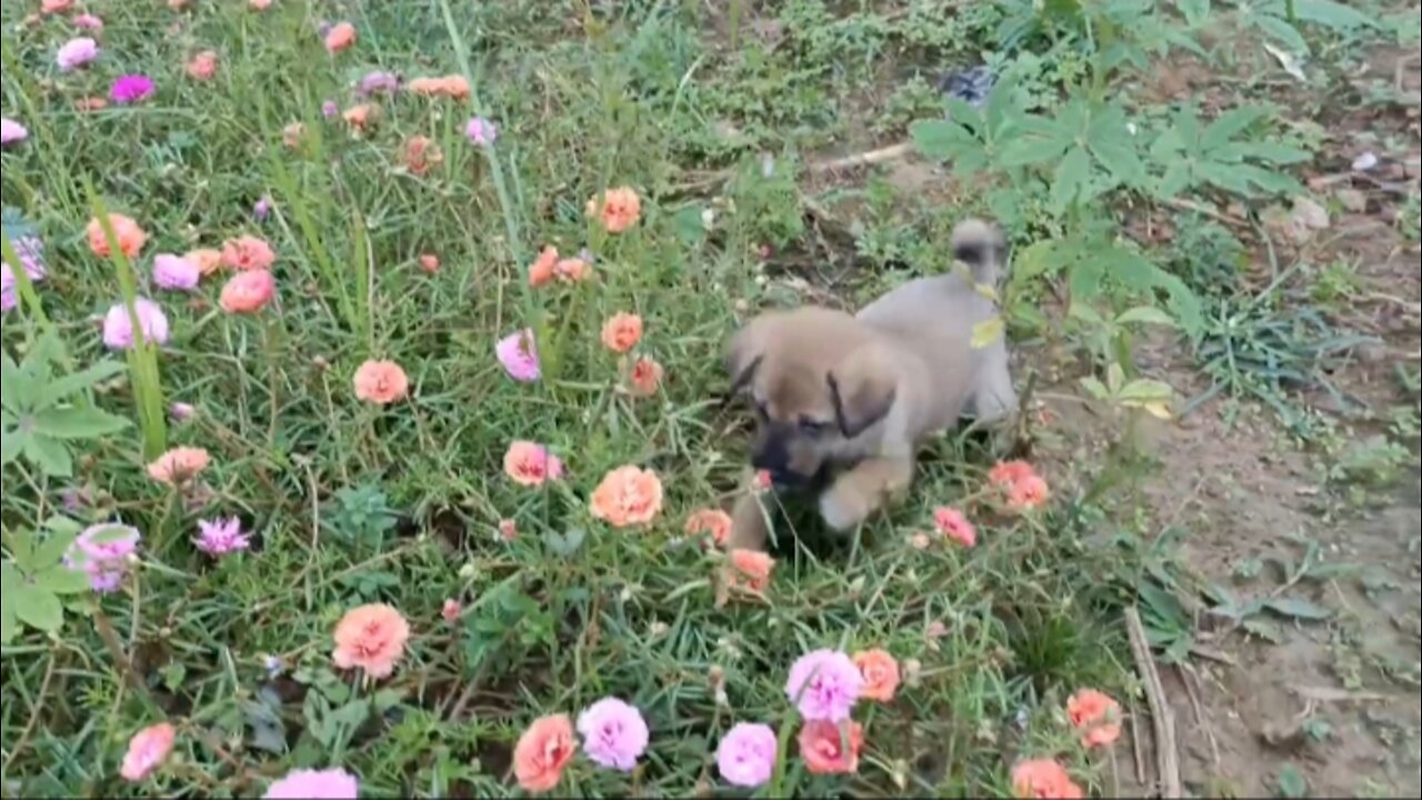 puppies meeting - playing in the flower garden