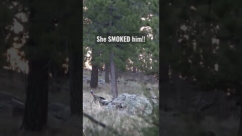 She SMOKED him #turkey #turkeyhunting #hunting #shortsvideo #shortsfeed #wildlife #wyoming #outdoor