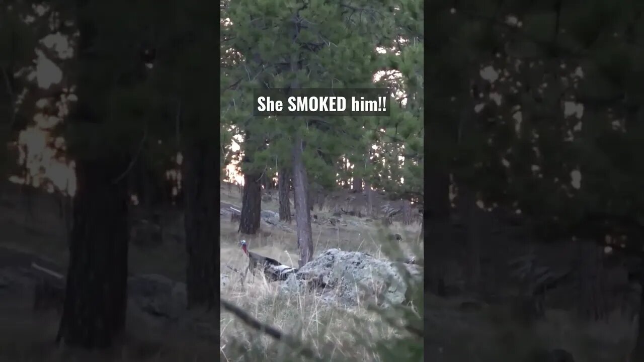 She SMOKED him #turkey #turkeyhunting #hunting #shortsvideo #shortsfeed #wildlife #wyoming #outdoor