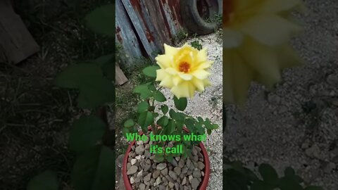 Flowers beauty