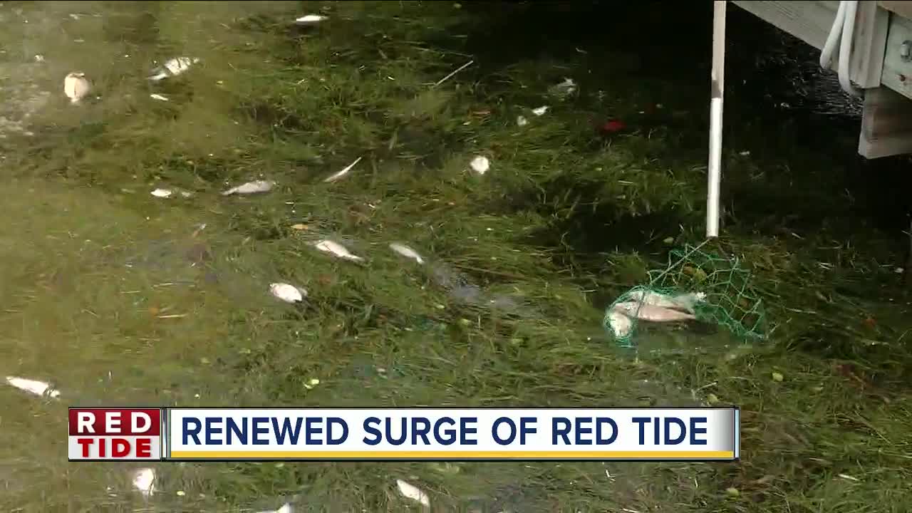 Red tide now impacting Pinellas Co. intracoastal