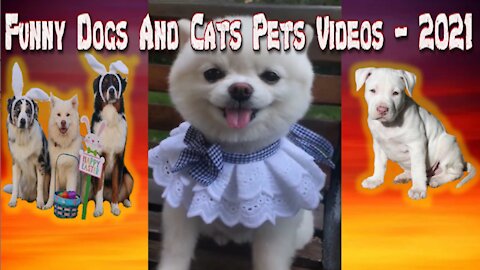 Funny Dogs And Cats Pets videos - 2021