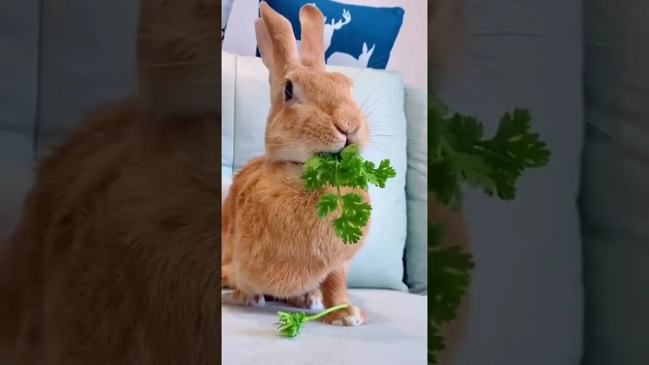 rabbit bite||funny rabbit video||rabbit food||#gigox #shorts #animals #monkey