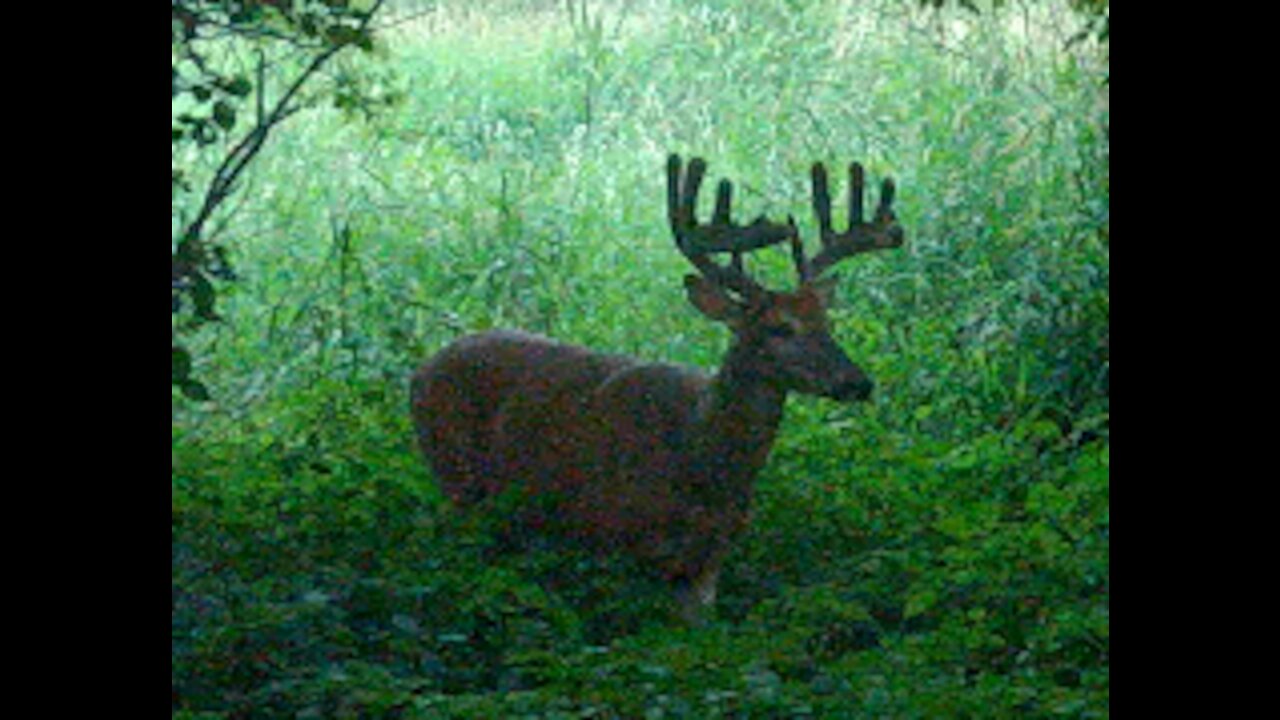 Fred Zepplin 2021, 7/11/21 Best "Big Bucks" Video This Year...So Far!