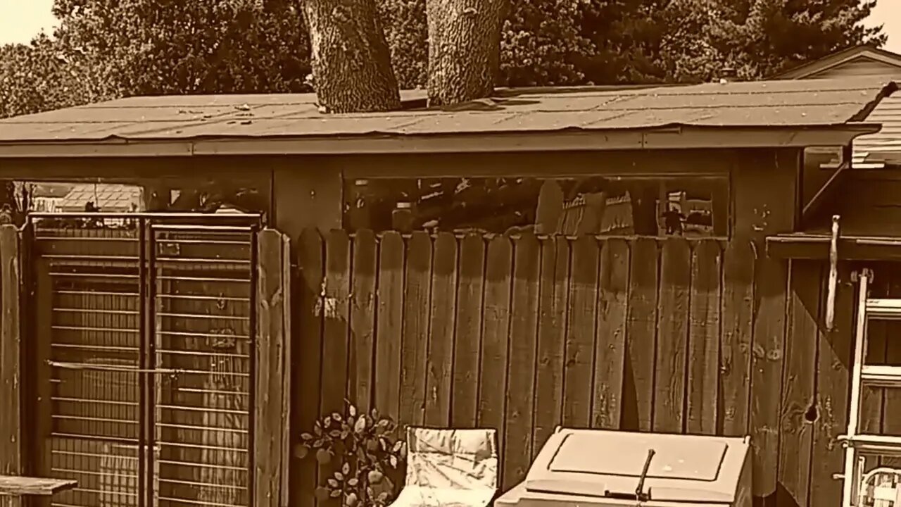 The Tree