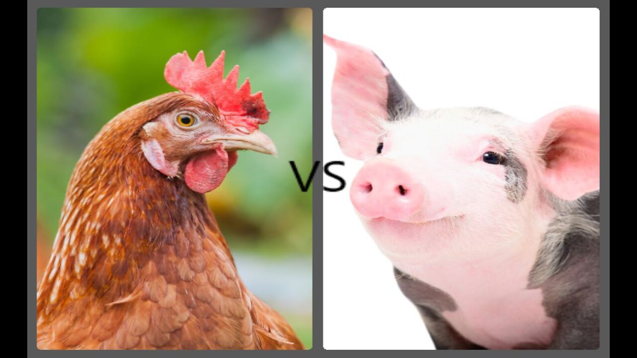 Chicken Flu 2024 vs 1976 Swine Flu