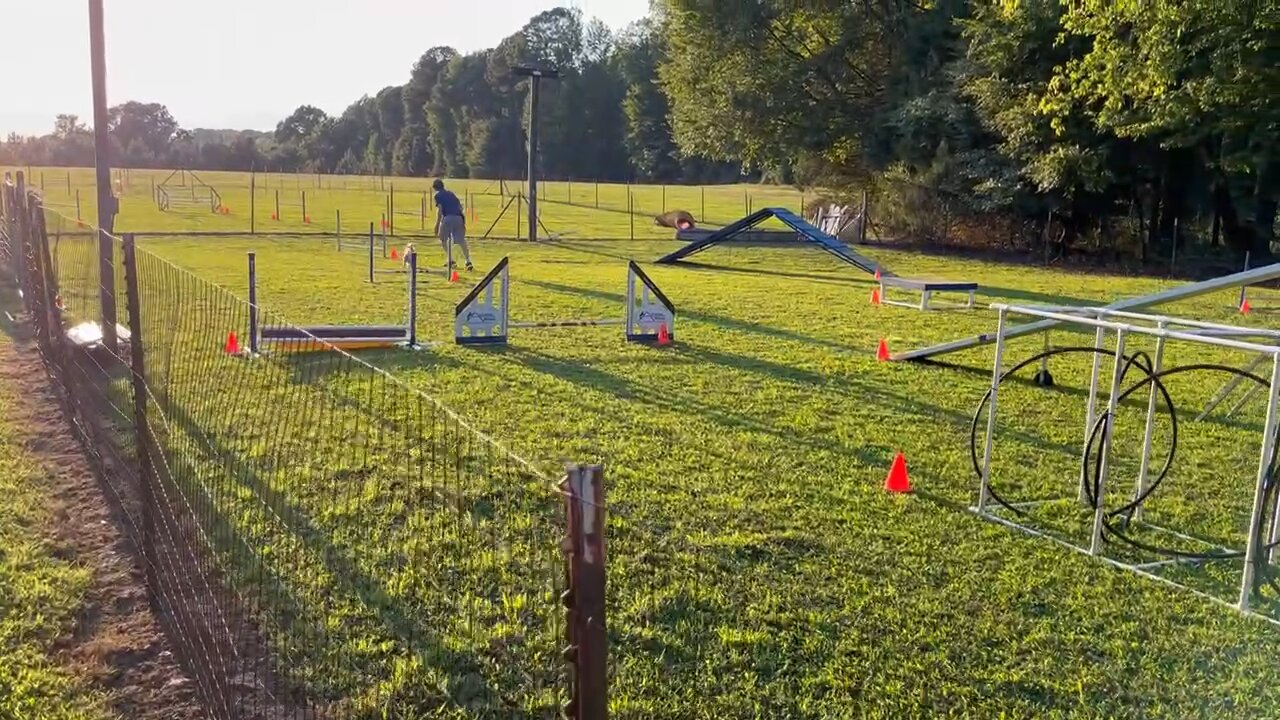 Daisy Agility 2