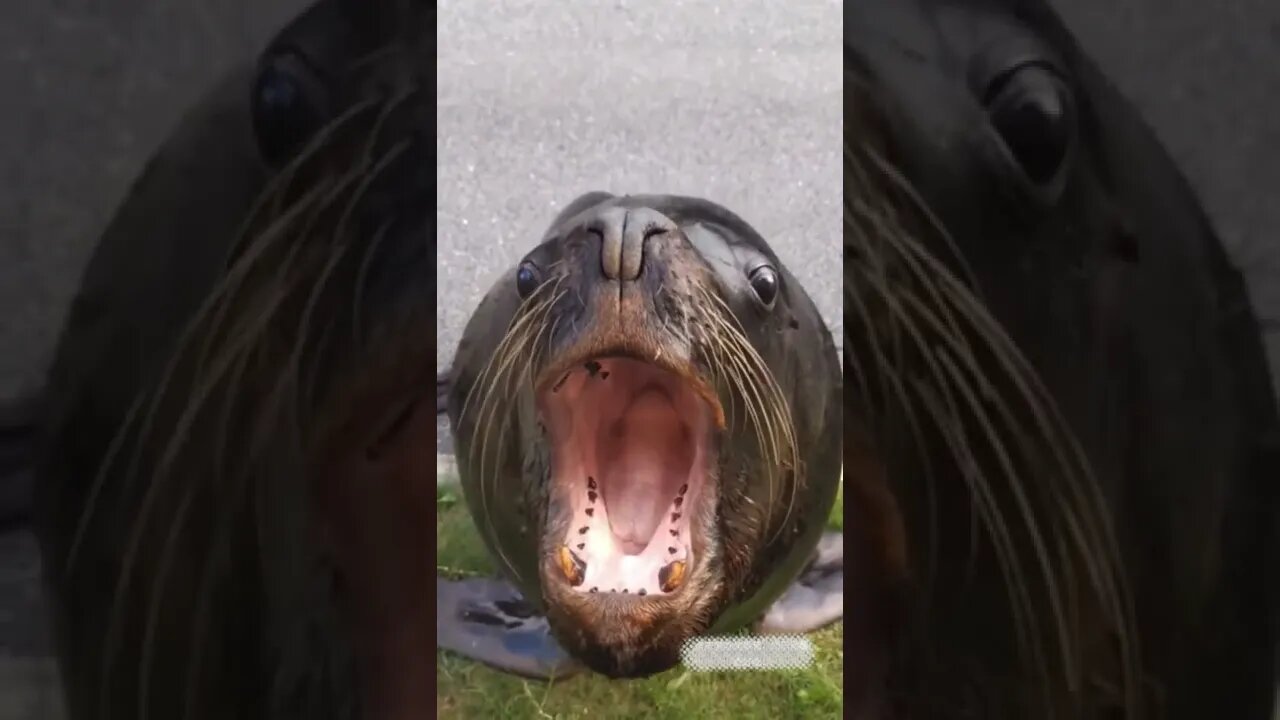 Looks like this guy didn't get enough of a fish. # Wildlife # Fantastic animals # Wonderful Animals