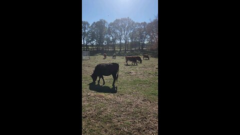 Cows and calves on a fall morning.