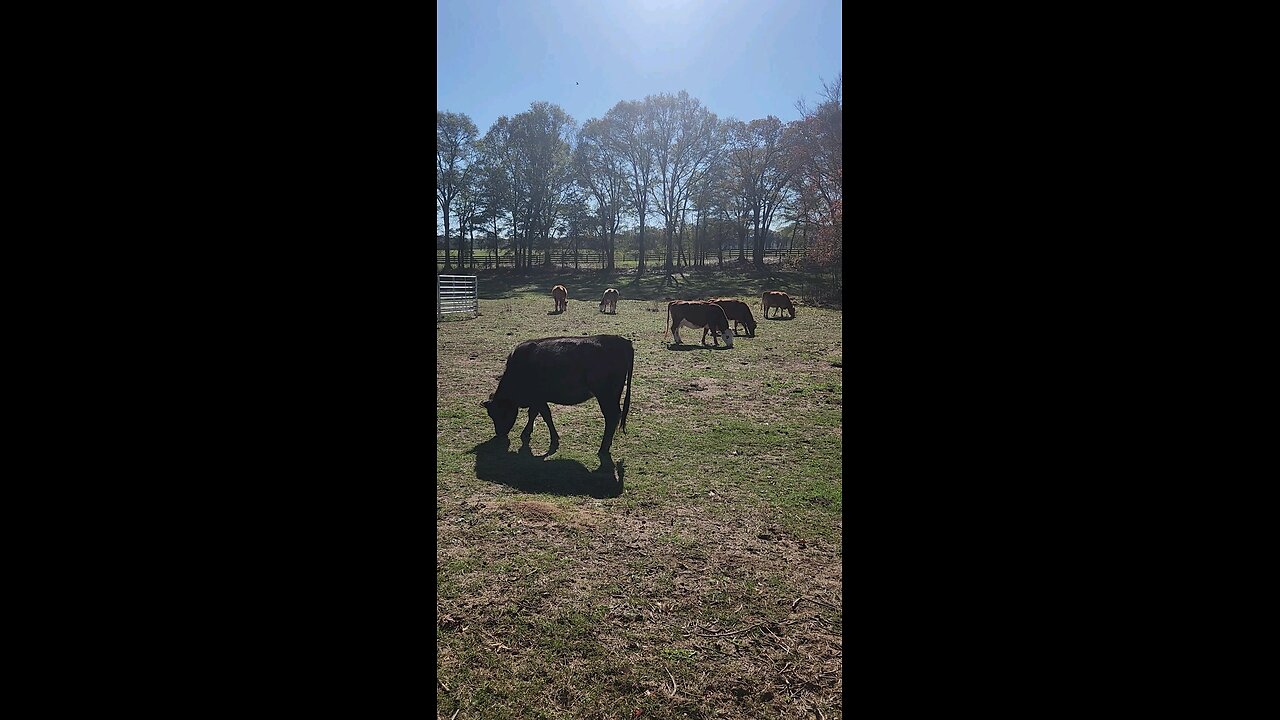 Cows and calves on a fall morning.