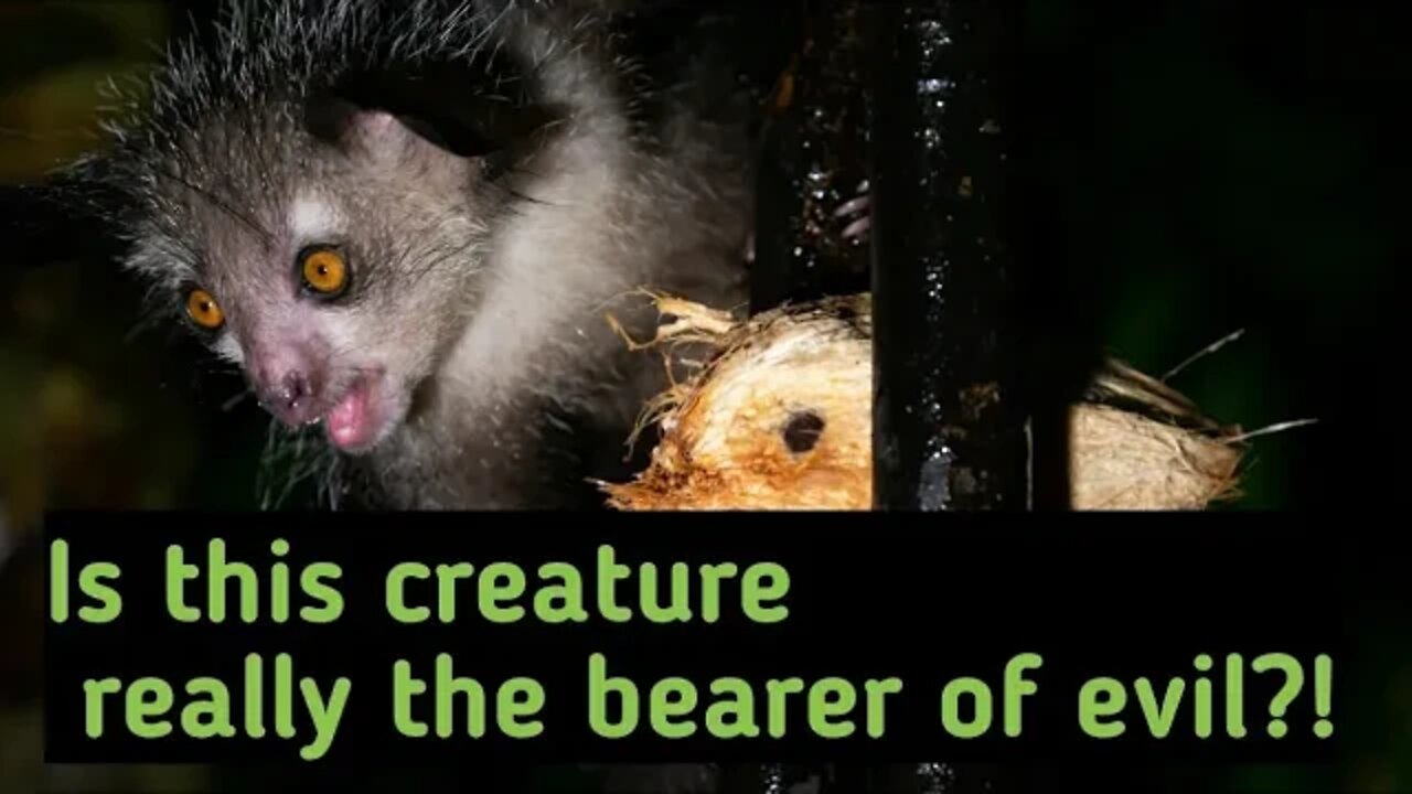 Top facts about Aye-aye (Most) #Aye-aye #animalsfacts #rareanimals