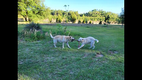 German Shepherd does a 360