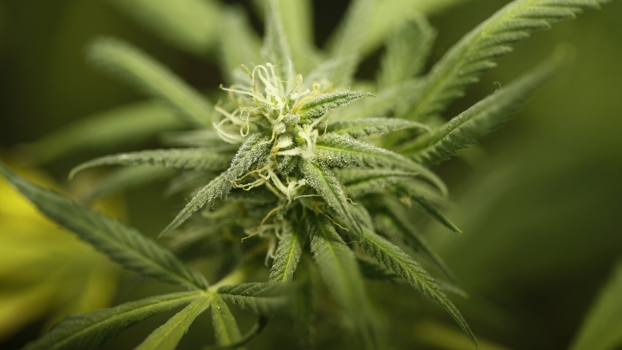 North Dakota Rejects Legalizing Recreational Marijuana