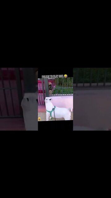 E agora mané? não é o brabão😂😂😂 (se inscreve no canal até bater os 1.000) me ajuda povo🙏