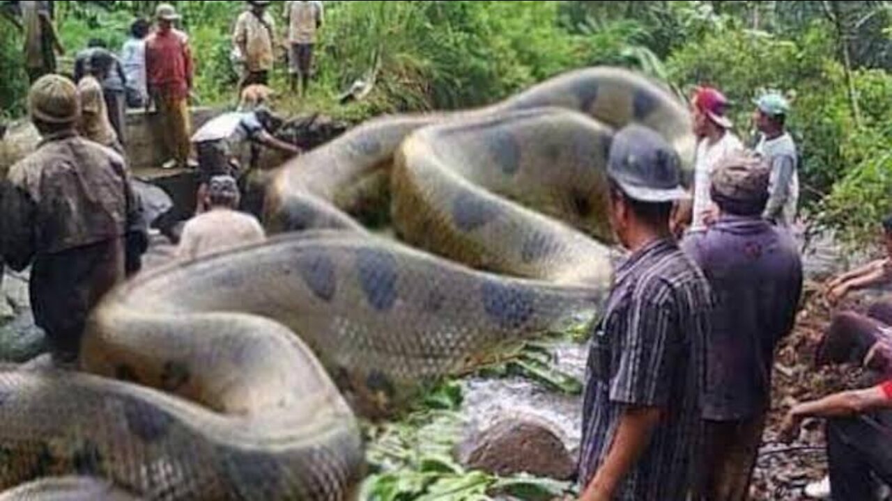 Giant Anaconda World's longest snake found in Amazon River