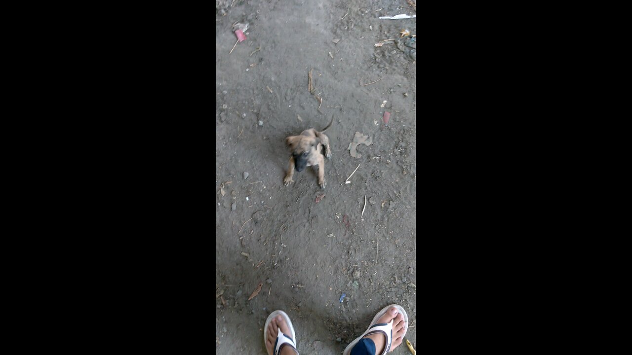 very hungry puppy so cute doggy puppy