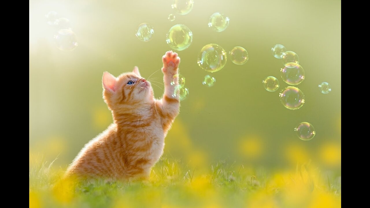 A group of yellow cats playing and having fun