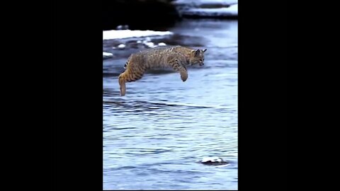 Tiger Pub Jump | Viral Animals Video Clip | Funny Animals