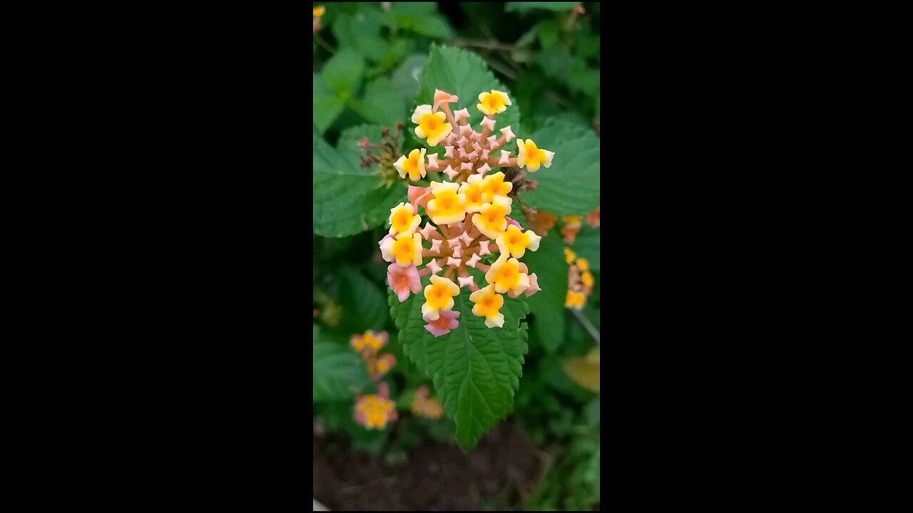 beautiful flower