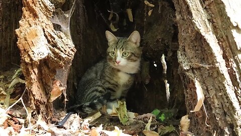 Funny Cat Hides in a Hollow Tree Trunk