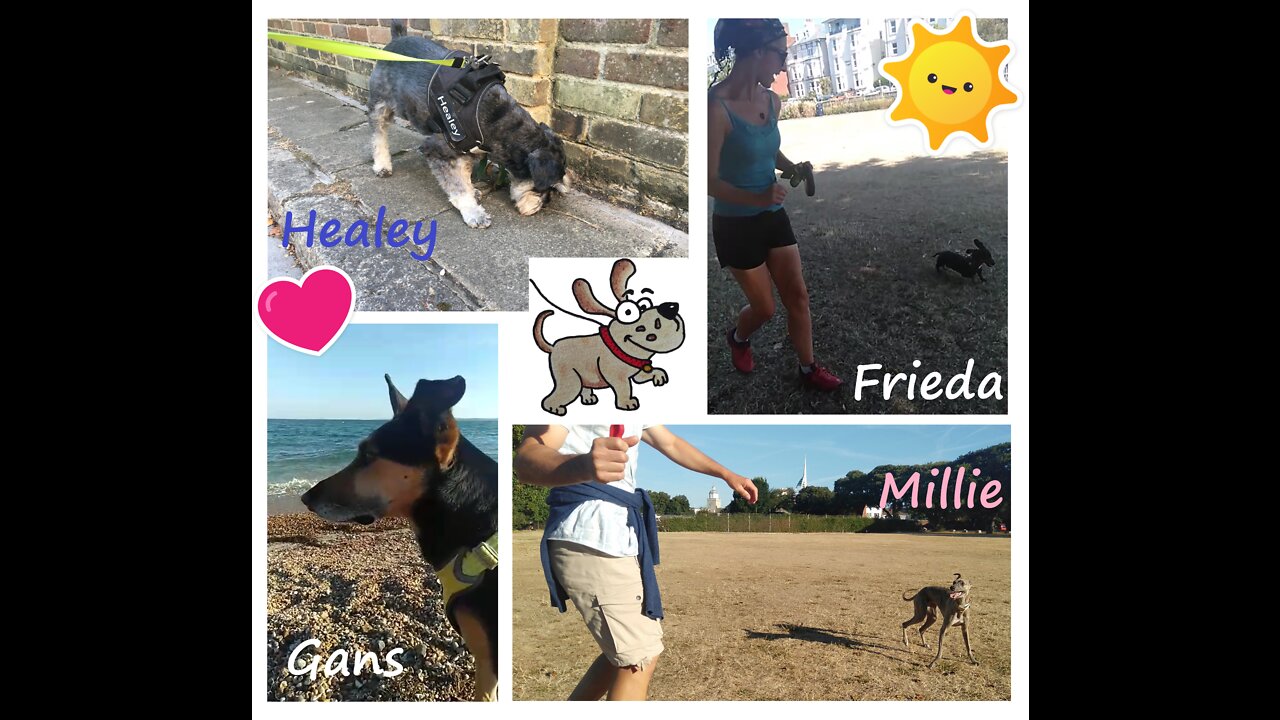 Eat, Play, Love - Mini Dachshund, Whippet, Schnauzer & Alsatian - Weekly Highlights ⭐