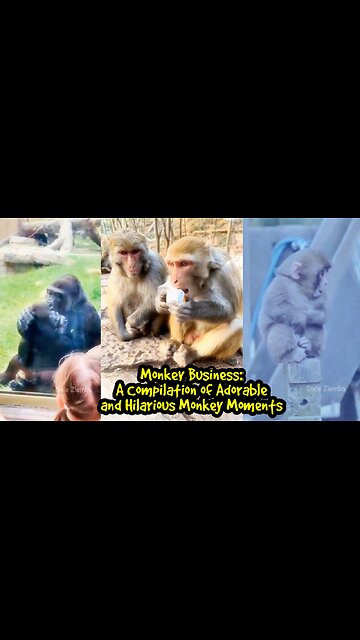 Monkey Business: A Compilation of Adorable and Hilarious Monkey Moments