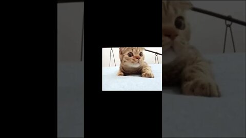 What is That? ? ? ? ? #shorts #cats #funny #like #subscribe